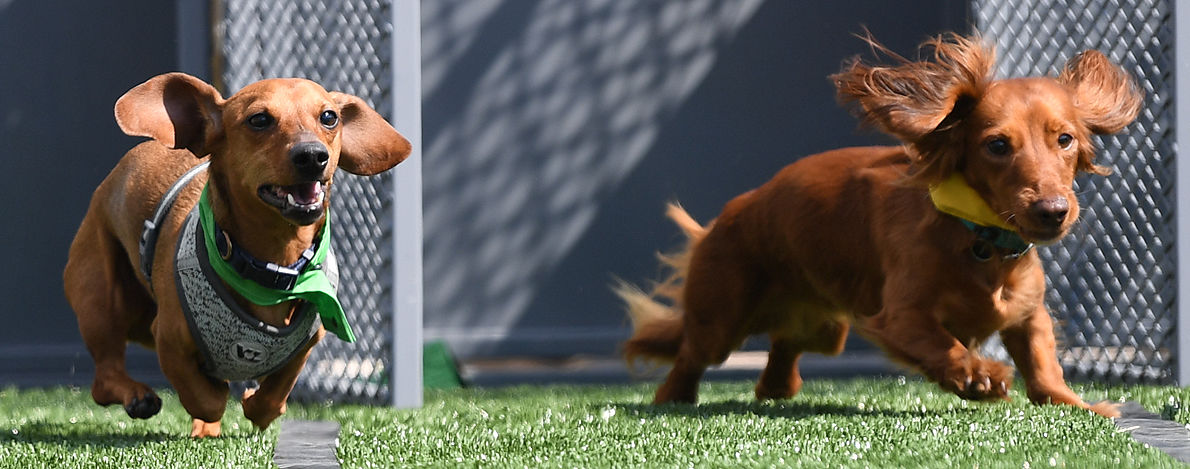Wienerfest